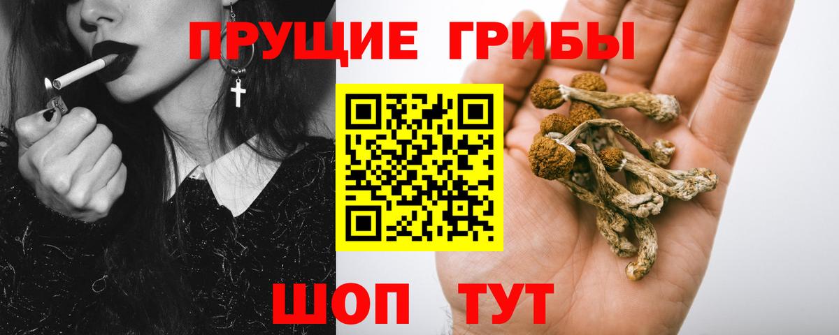 Псилоцибиновые грибы прущие грибы Осинники